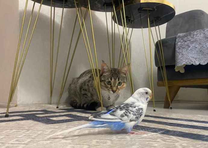 Muhabbet kuşu ile kedi aynı evde olur mu?