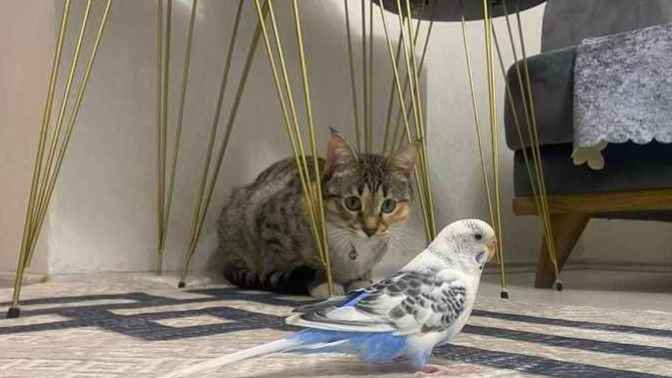 Muhabbet kuşu ile kedi aynı evde olur mu?