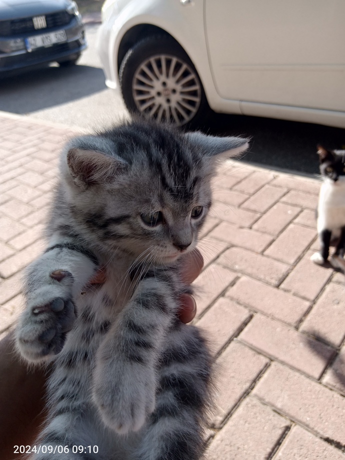 Peki hayvanlara saygınız var mı?