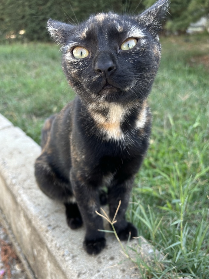 Sizde de, bir kedi gördüğünüzde telefonunuzun kamerasını otomatik açma isteği oluyor mu?