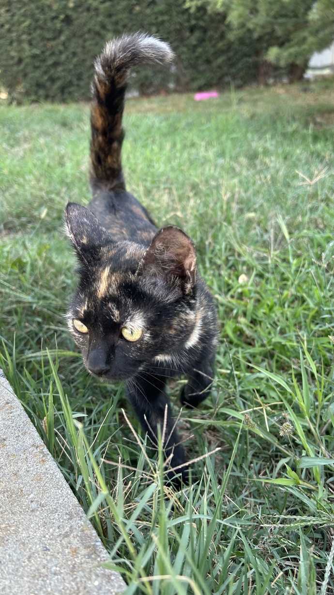 Sizde de, bir kedi gördüğünüzde telefonunuzun kamerasını otomatik açma isteği oluyor mu?