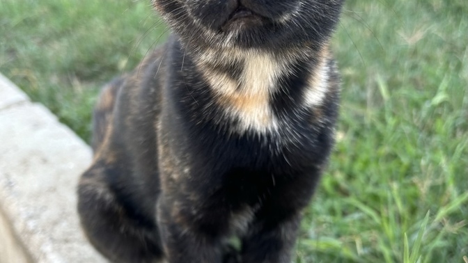 Sizde de, bir kedi gördüğünüzde telefonunuzun kamerasını otomatik açma isteği oluyor mu?