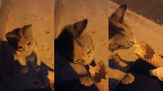 Kedynin dondurma yiyişine bakar mısınızzz?