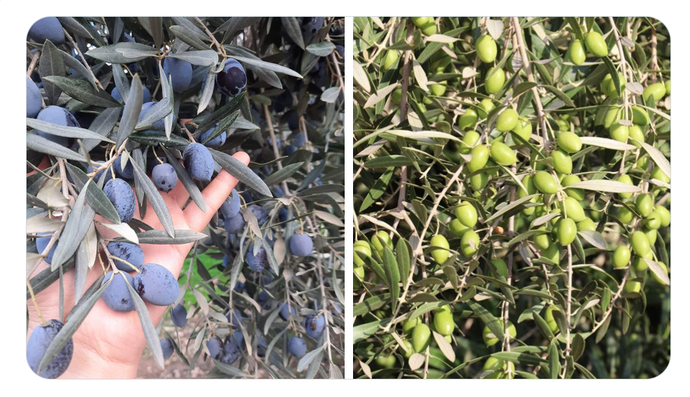 Siyah zeytin mi Yeşil zeytin mi?