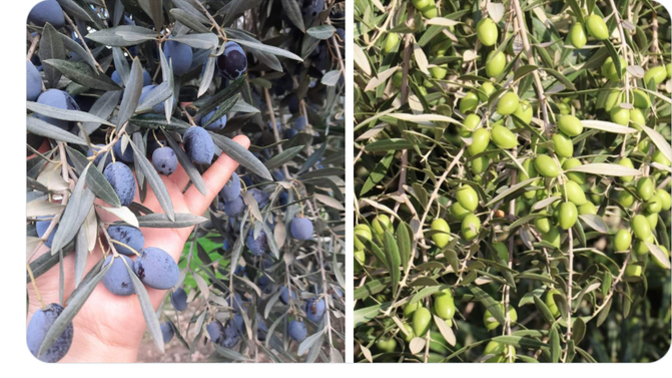 Siyah zeytin mi Yeşil zeytin mi?
