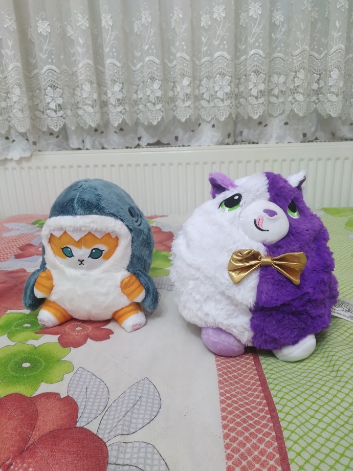 Misfittens mi daha güzel, köpekbalığı kedi mi?