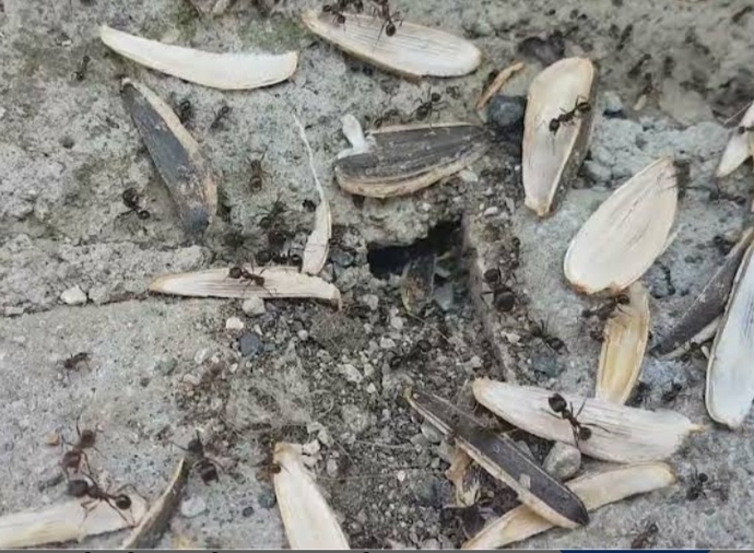 Sizi görünce çekirdek kabuğu görmüş karınca 🐜 gibi çok seviniyorum neden acaba?