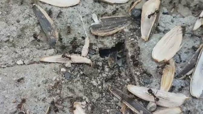Sizi görünce çekirdek kabuğu görmüş karınca 🐜 gibi çok seviniyorum neden acaba?