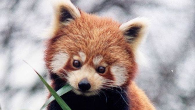 Armudun iyisine bende bayılıyorum acaba bende kırmızı pandamıyım? sizce ben neyimdir?