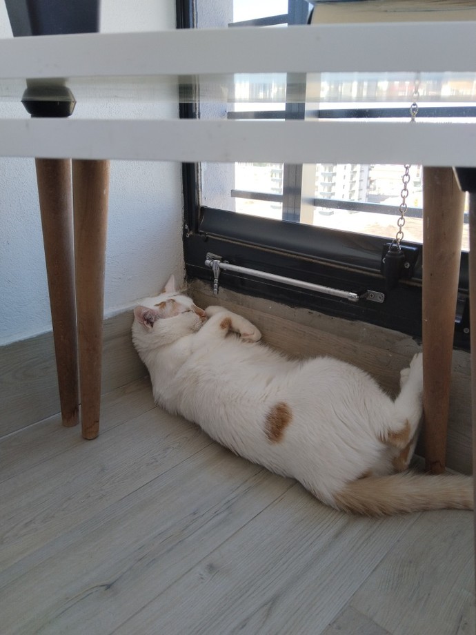 Kedi fotosu paylaşır mısın rica etsem?