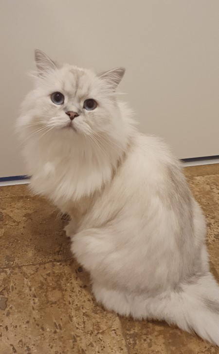Kedi fotosu paylaşır mısın rica etsem?