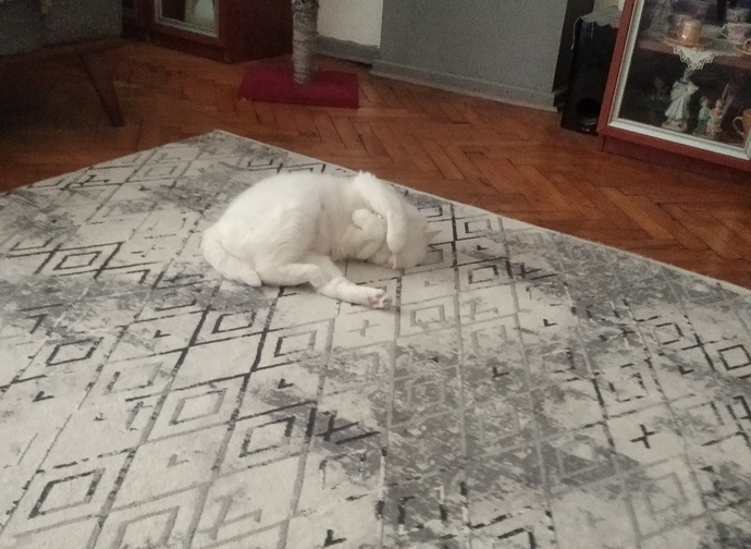 Kedi fotosu paylaşır mısın rica etsem?