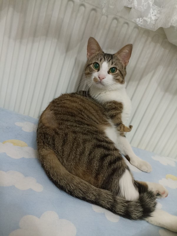 Kedi fotosu paylaşır mısın rica etsem?