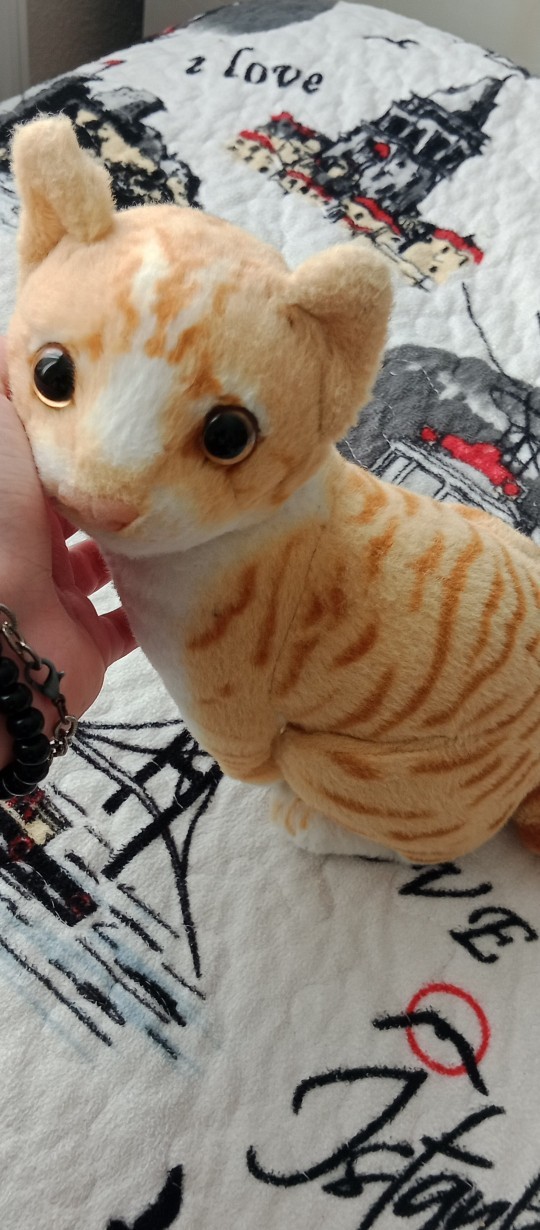 Kedi fotosu paylaşır mısın rica etsem?