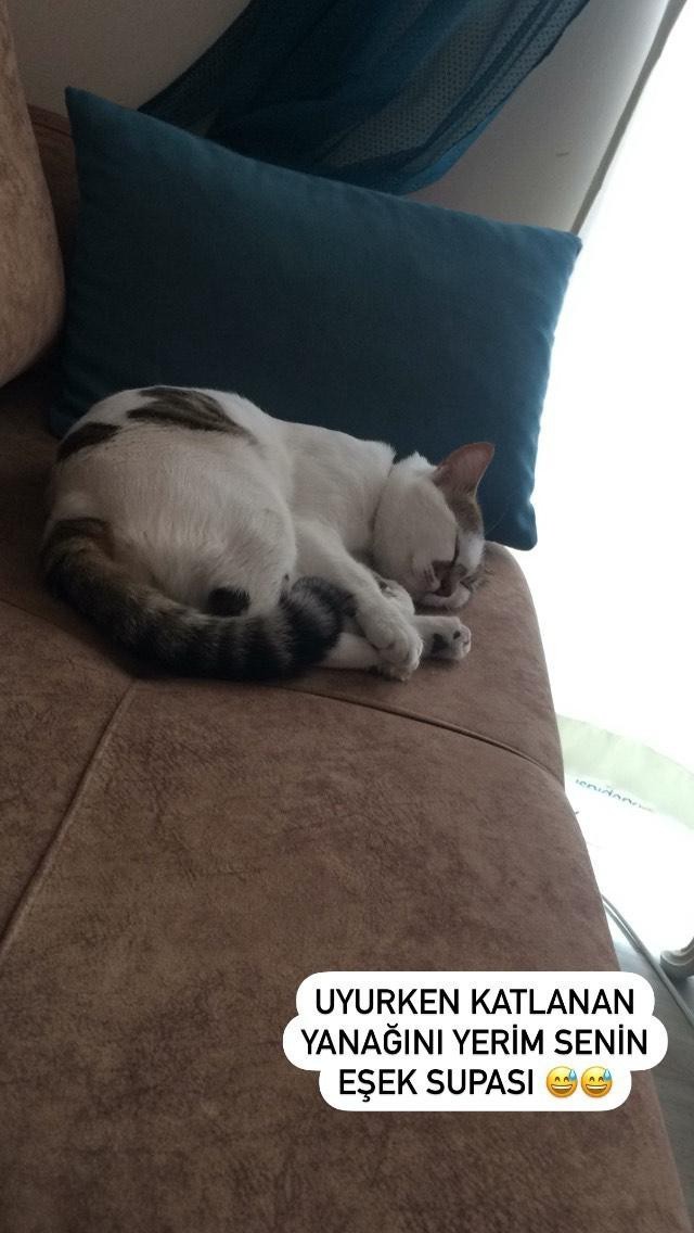 Kedi fotosu paylaşır mısın rica etsem?