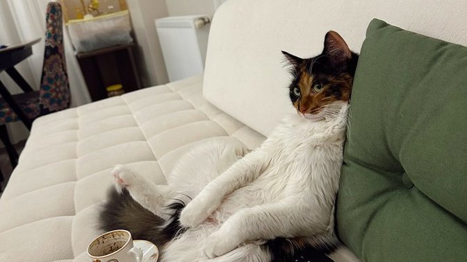 Kedi fotosu paylaşır mısın rica etsem?