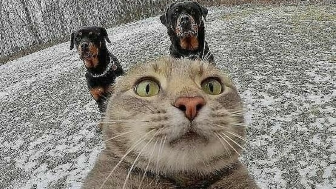 Evcil hayvan�n�z hayat�n�zda neyi de�i�tirdi?