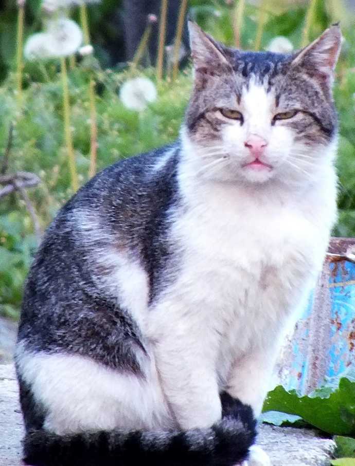 Kediler çok masum hayvan değiller mi?