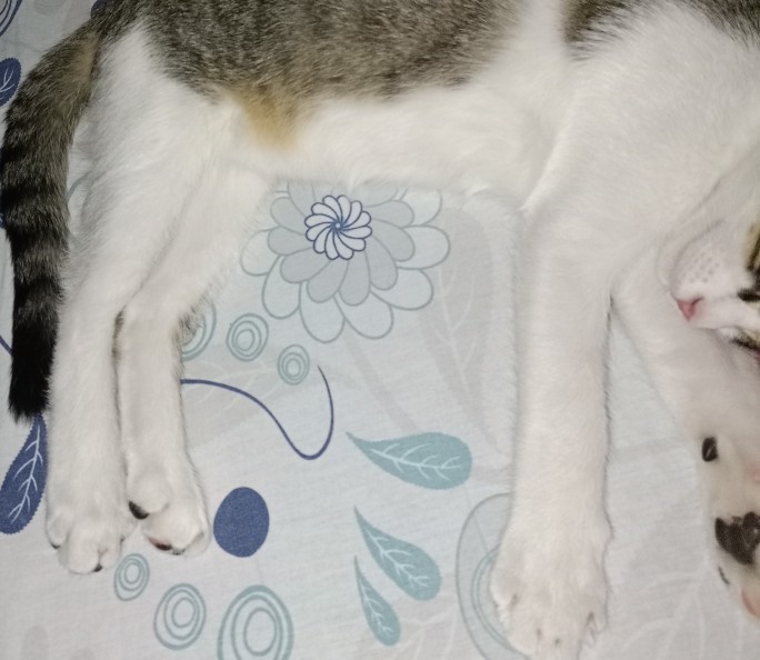Her gün bir kediyle uyumak ister miydiniz?