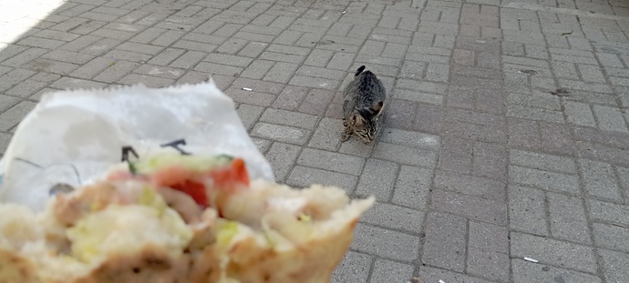 Pisiler her yemeğe ortak olmak zorunda mı?
