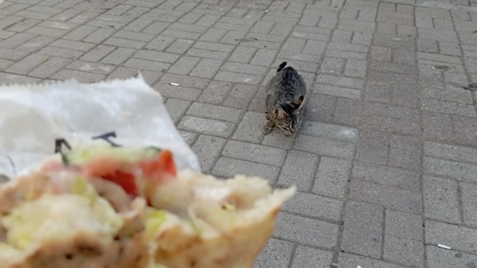 Pisiler her yemeğe ortak olmak zorunda mı?