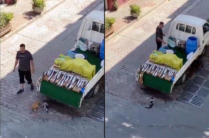 Bir balıkçı, tezgahından gizlice balık alan iki kediyi görmezden gelirken görüntülendi. Balıkçıyı nasıl buldunuz?