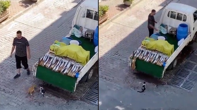 Bir balıkçı, tezgahından gizlice balık alan iki kediyi görmezden gelirken görüntülendi. Balıkçıyı nasıl buldunuz?