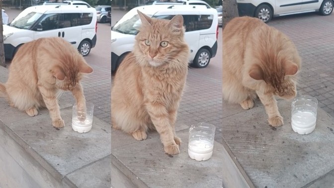 Patisini bandırıp süt içen kedyii gördünüz mü?