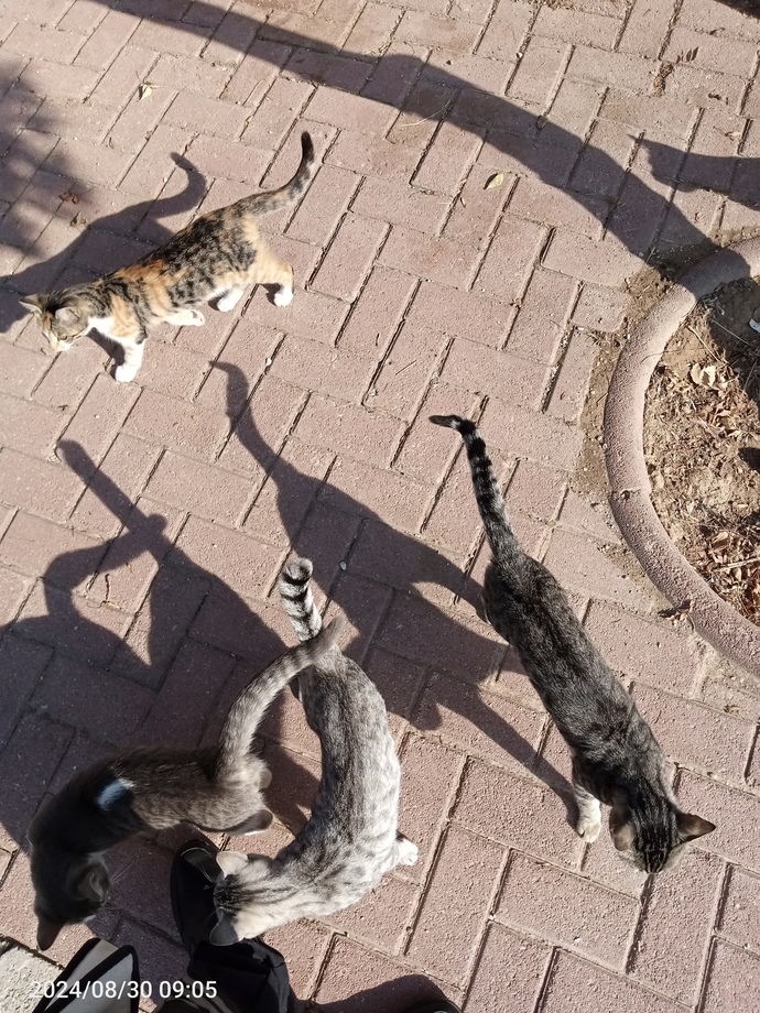 Bu çeteyle başım belada siz napardınız resimli?
