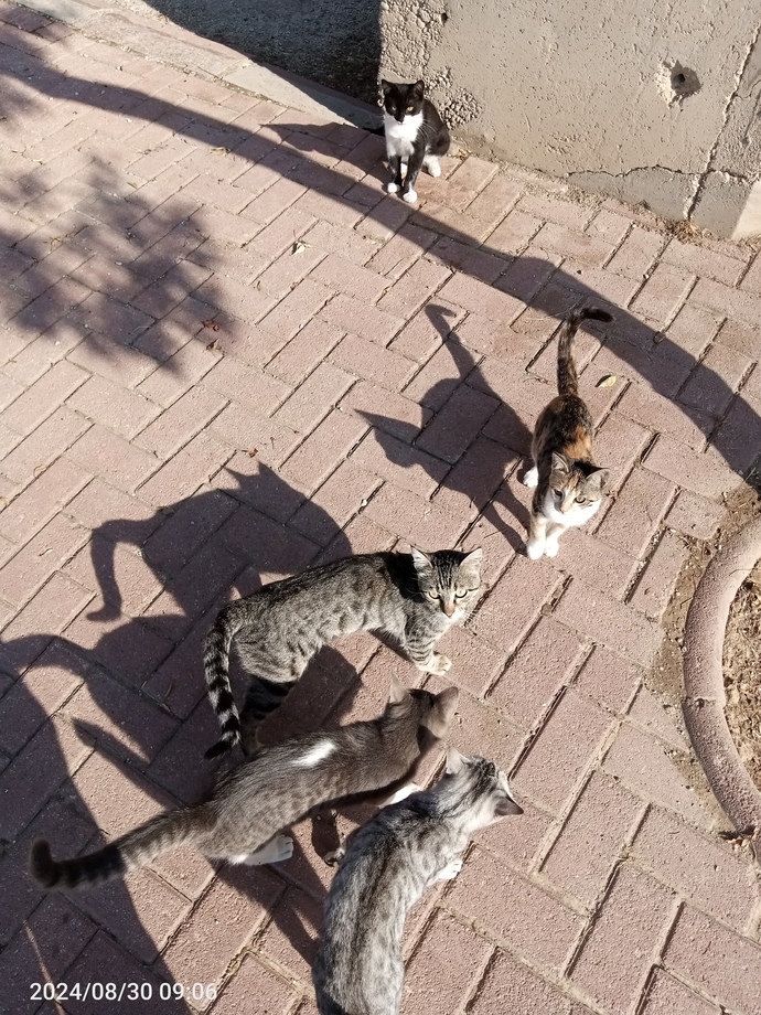 Bu çeteyle başım belada siz napardınız resimli?