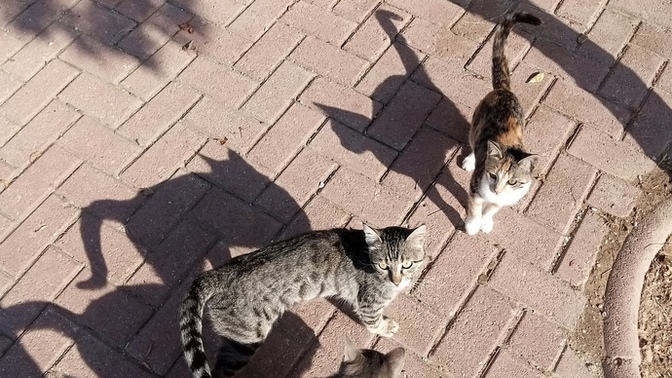 Bu çeteyle başım belada siz napardınız resimli?