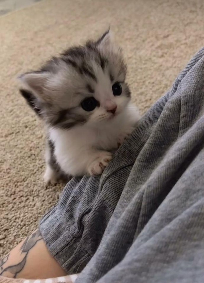 Miyavsuu 🐾