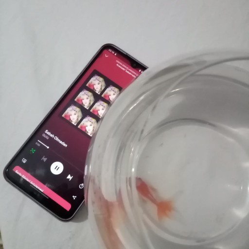 Depresyona giren balığıma güllü dinletiyorum?
