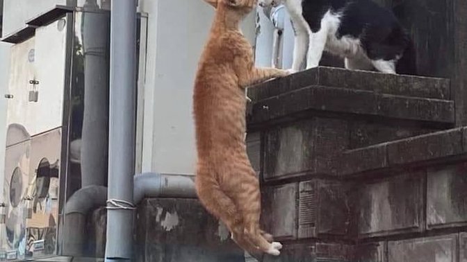 Kedilere saygı gösteriyor musun?