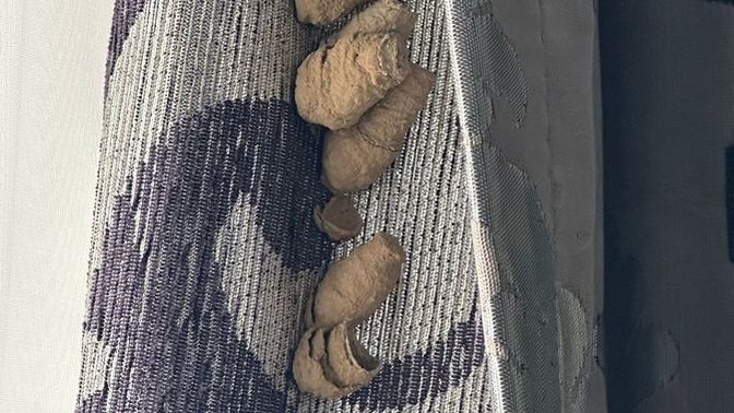 Bu ne yuvası tüylerim diken diken oldu?