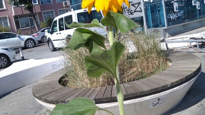 Kendime 20 TL ye ayçiçeği 🌻 aldım çok güzel degilmi ama 😂?