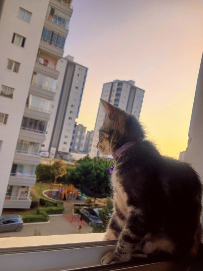 Hayvanlar da depresyona girer mi?