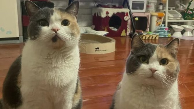 Bu kediler senin olsaydı adını ne koyardın?