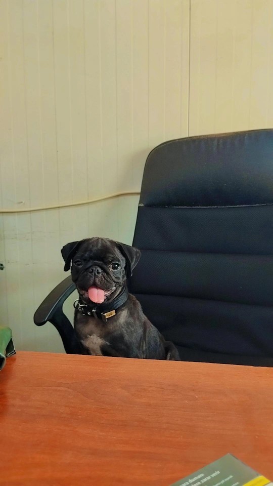 Köpeğin var mı?