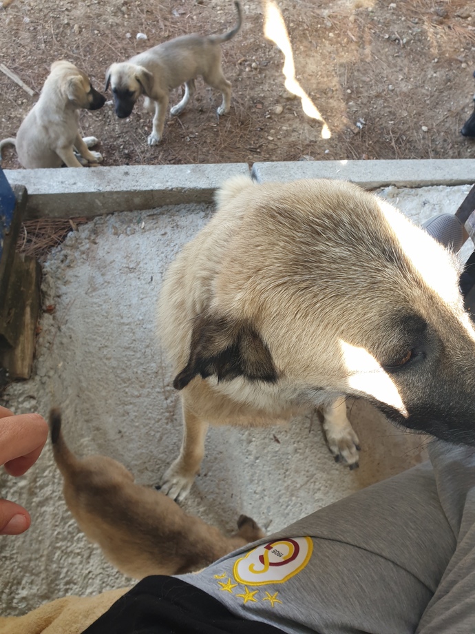 Köpeğin var mı?