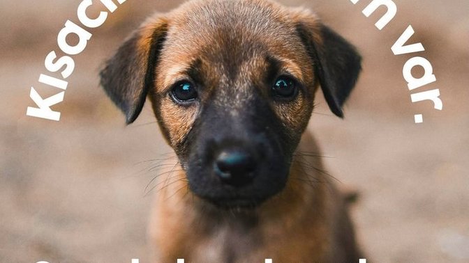 Köpeğin var mı?