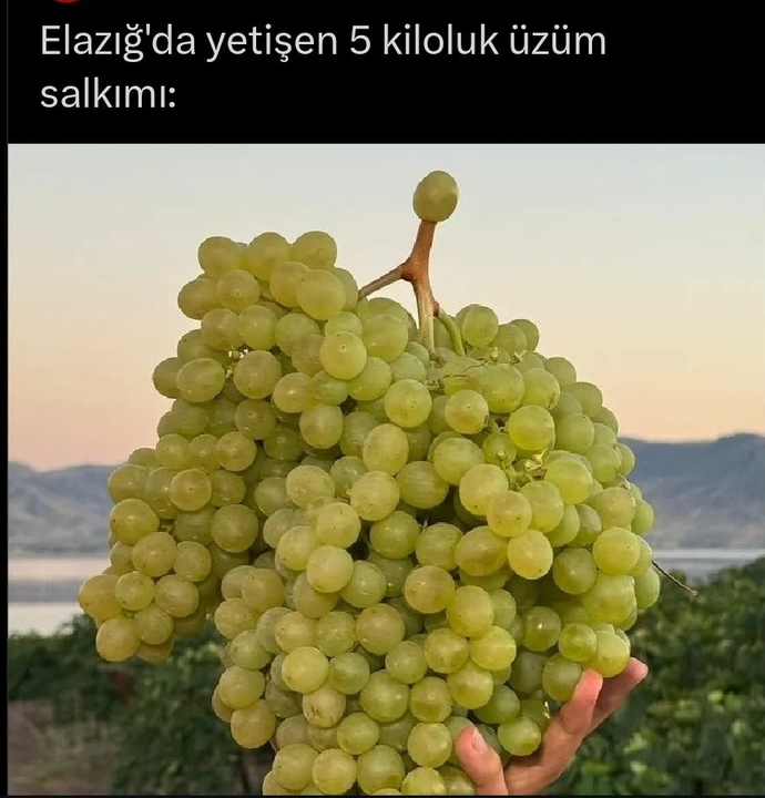 Bir tane kuru çubukta 5 kiloluk üzüm çıkaran Allaha ateistler neden inanmaz?