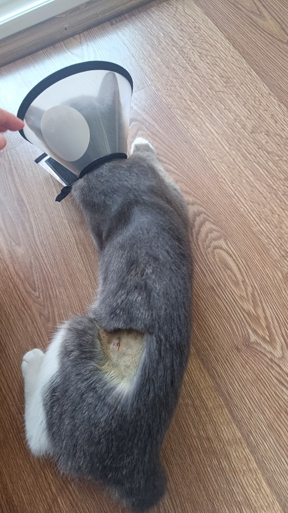 Kedi kısırlaştırma Hk?