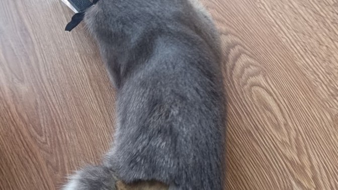 Kedi kısırlaştırma Hk?