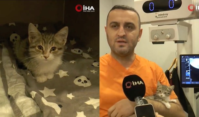 Yemek borusundaki genişleme nedeniyle tavuk sesi çıkaran yavru kedi, sosyal medyada gündem oldu. Böyle kedileri sahiplenir misiniz?