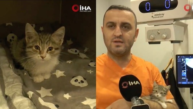Yemek borusundaki genişleme nedeniyle tavuk sesi çıkaran yavru kedi, sosyal medyada gündem oldu. Böyle kedileri sahiplenir misiniz?
