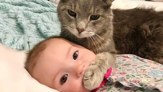 Çocuklu bir evde kedi, köpek gibi hayvanlar nasıl beslenir?