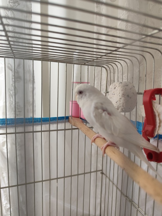 Albino muhabbet kuşum 1 yaşında ama yaşıtlarına göre çok küçük ve zayıf?
