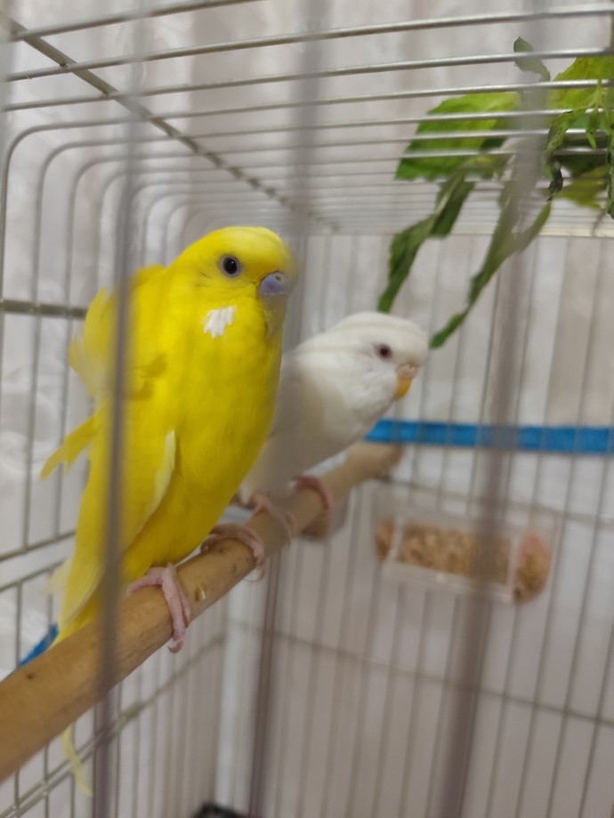 Albino muhabbet kuşum 1 yaşında ama yaşıtlarına göre çok küçük ve zayıf?