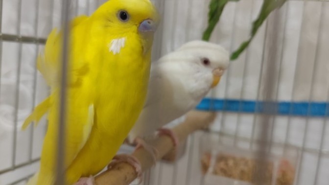 Albino muhabbet kuşum 1 yaşında ama yaşıtlarına göre çok küçük ve zayıf?